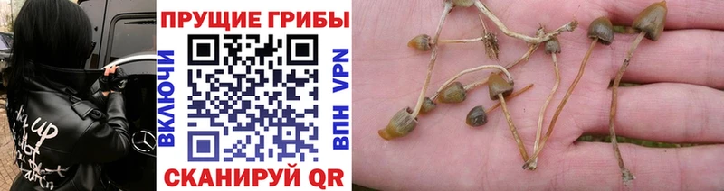 Псилоцибиновые грибы MAGIC MUSHROOMS  Никольское 
